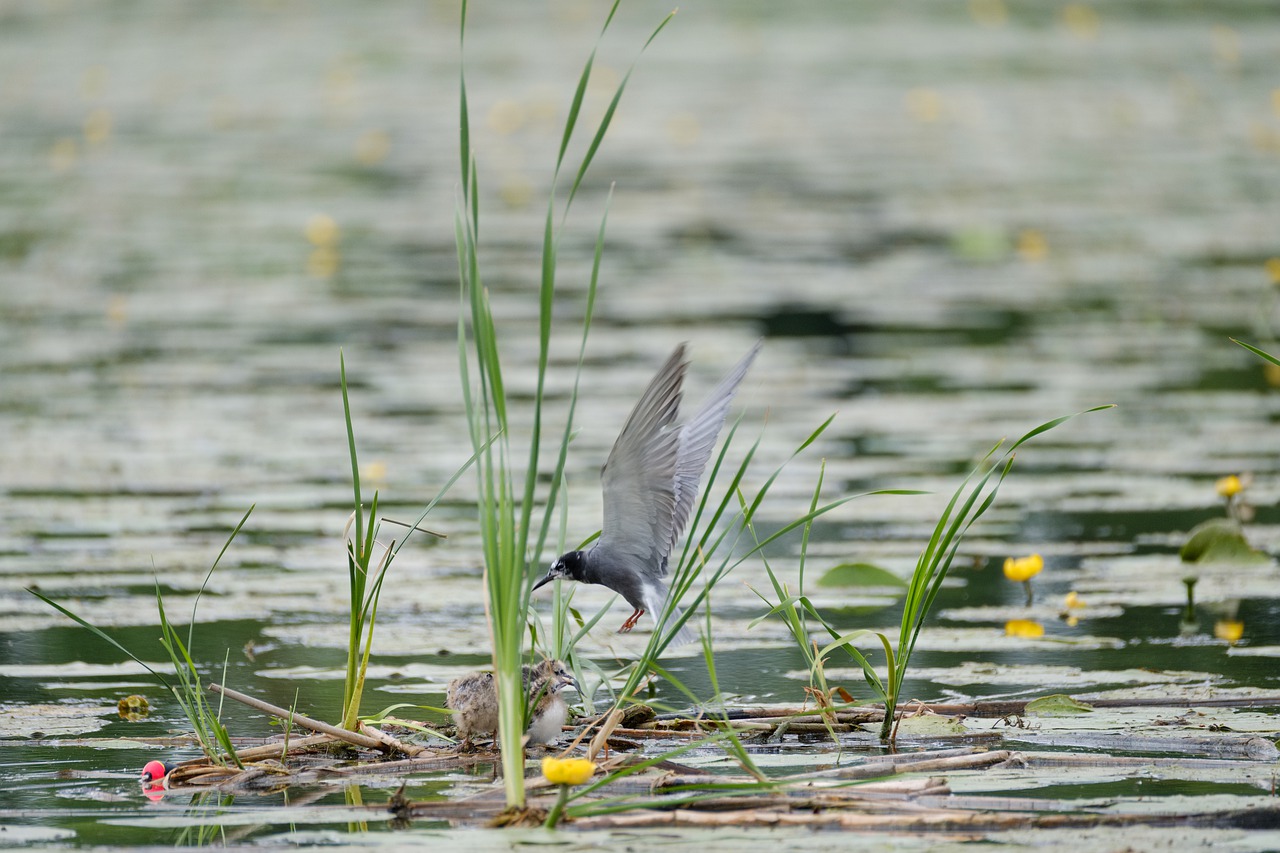 black tern  chlidonias niger  bird free photo