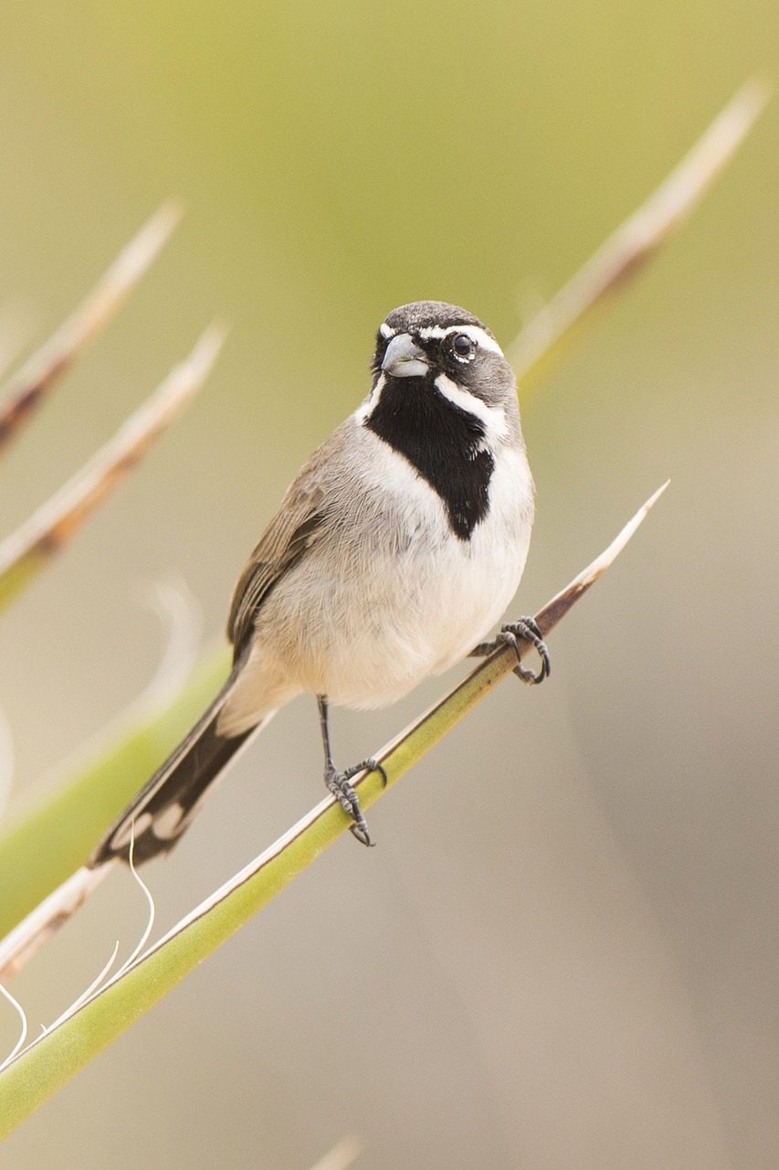 black throated sparrow bird perched free photo