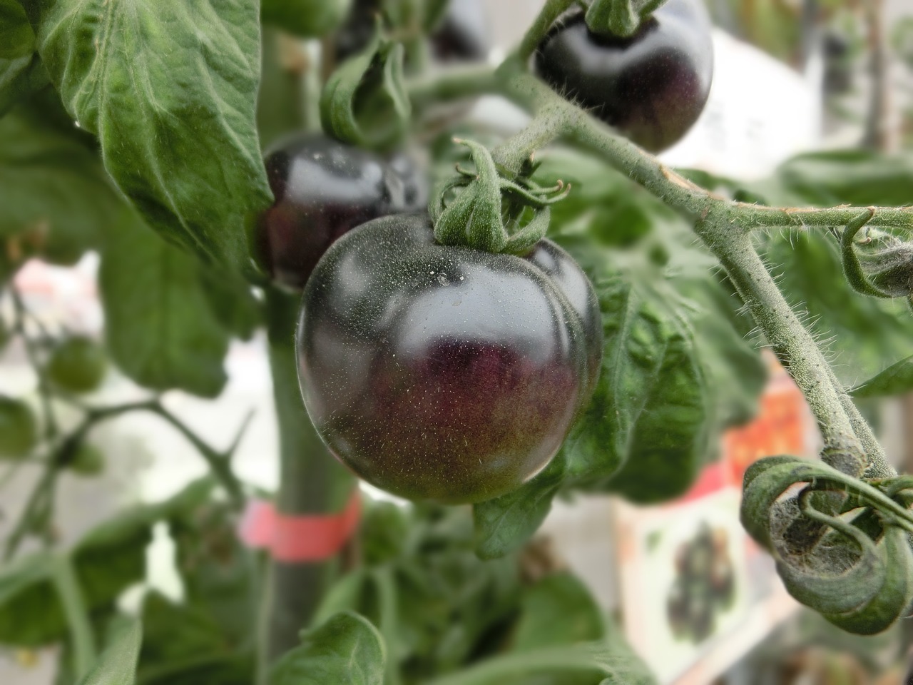 black tomato fruit plant free photo