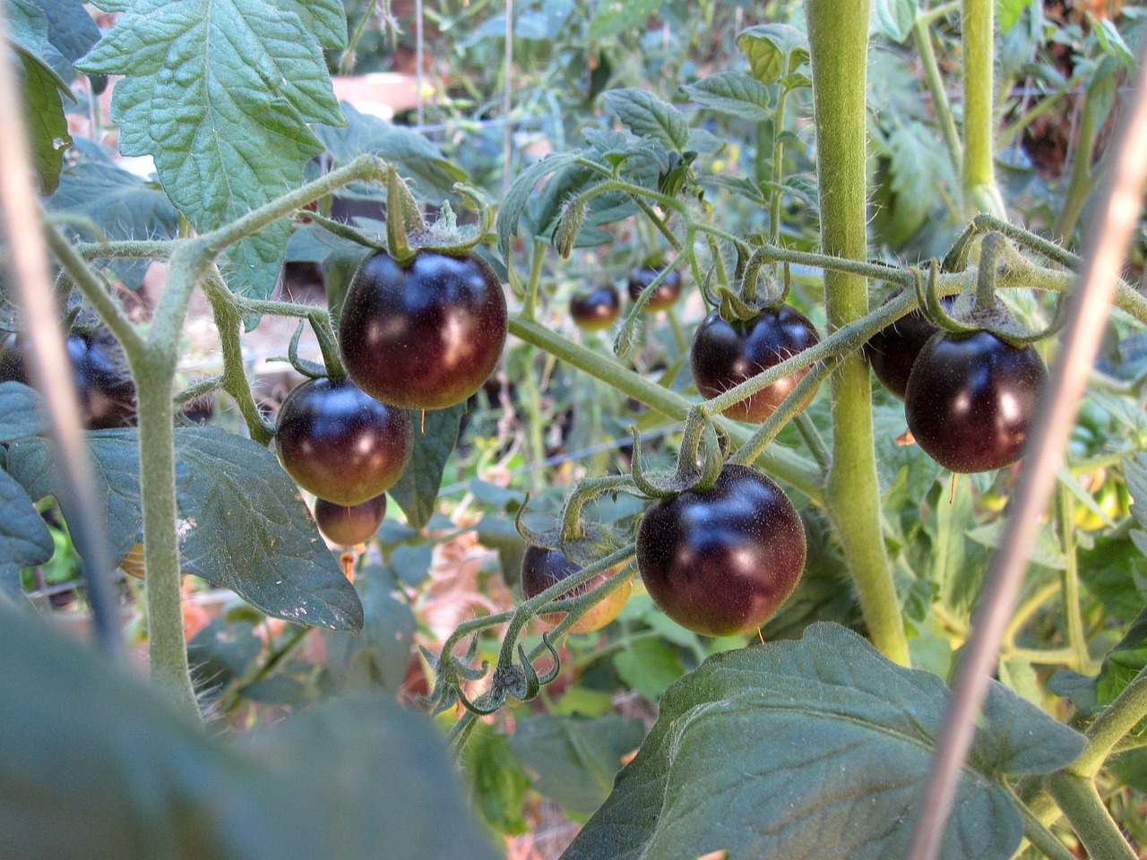 black tomatoes tomato organic free photo