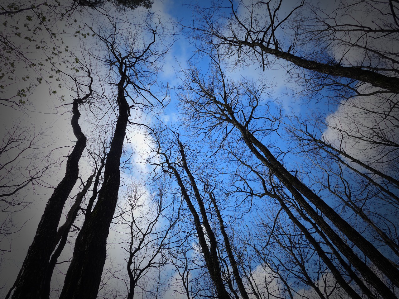 black trees wood scary free photo