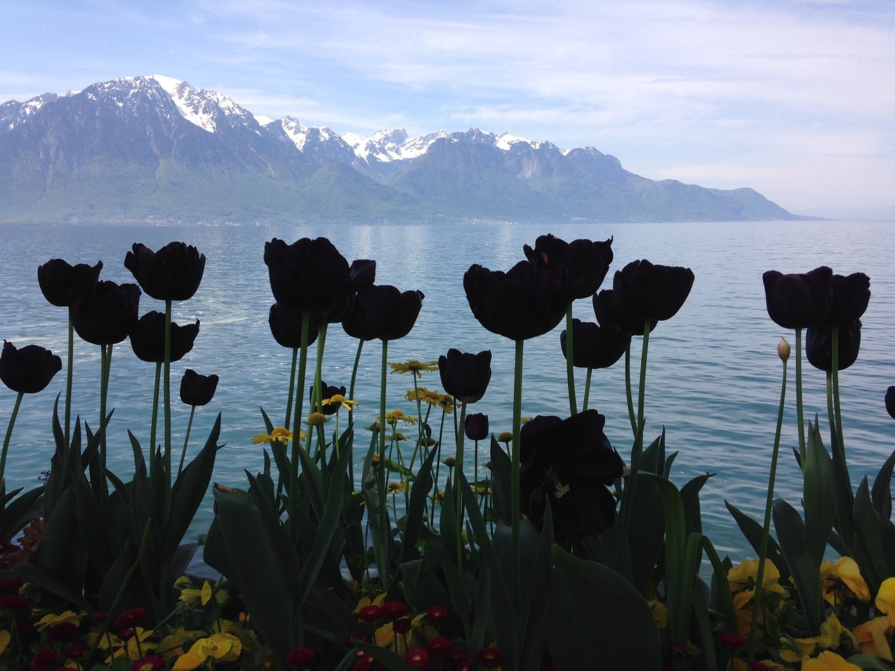 black tulips silhouettes lake free photo