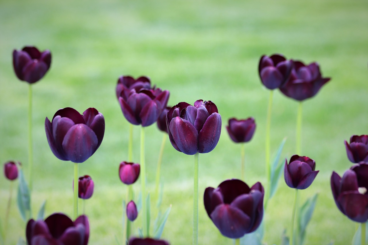 black tulips  spring  flowers free photo