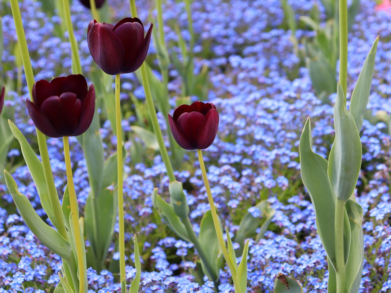 black tulips  blue aubrieta  bloom free photo