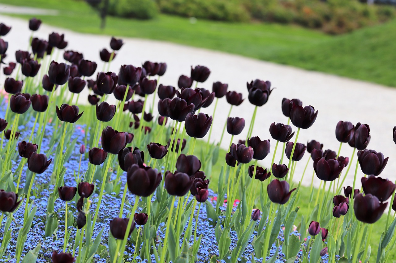 black tulips  blue aubrieta  bloom free photo