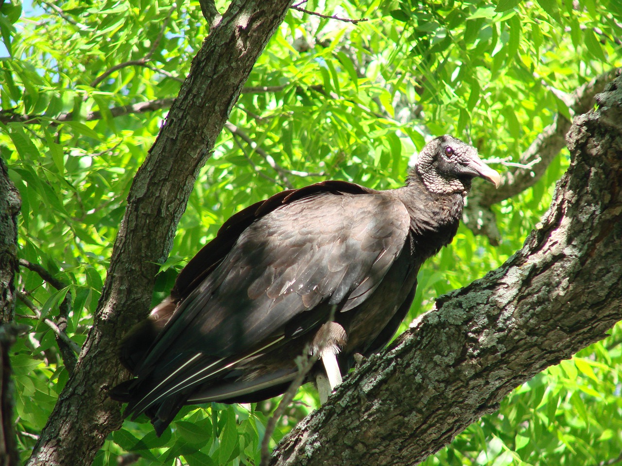 black vulture vulture bird free photo