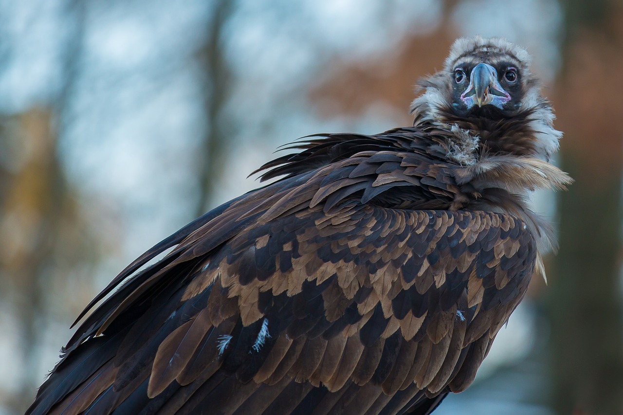black vulture vulture scavengers free photo