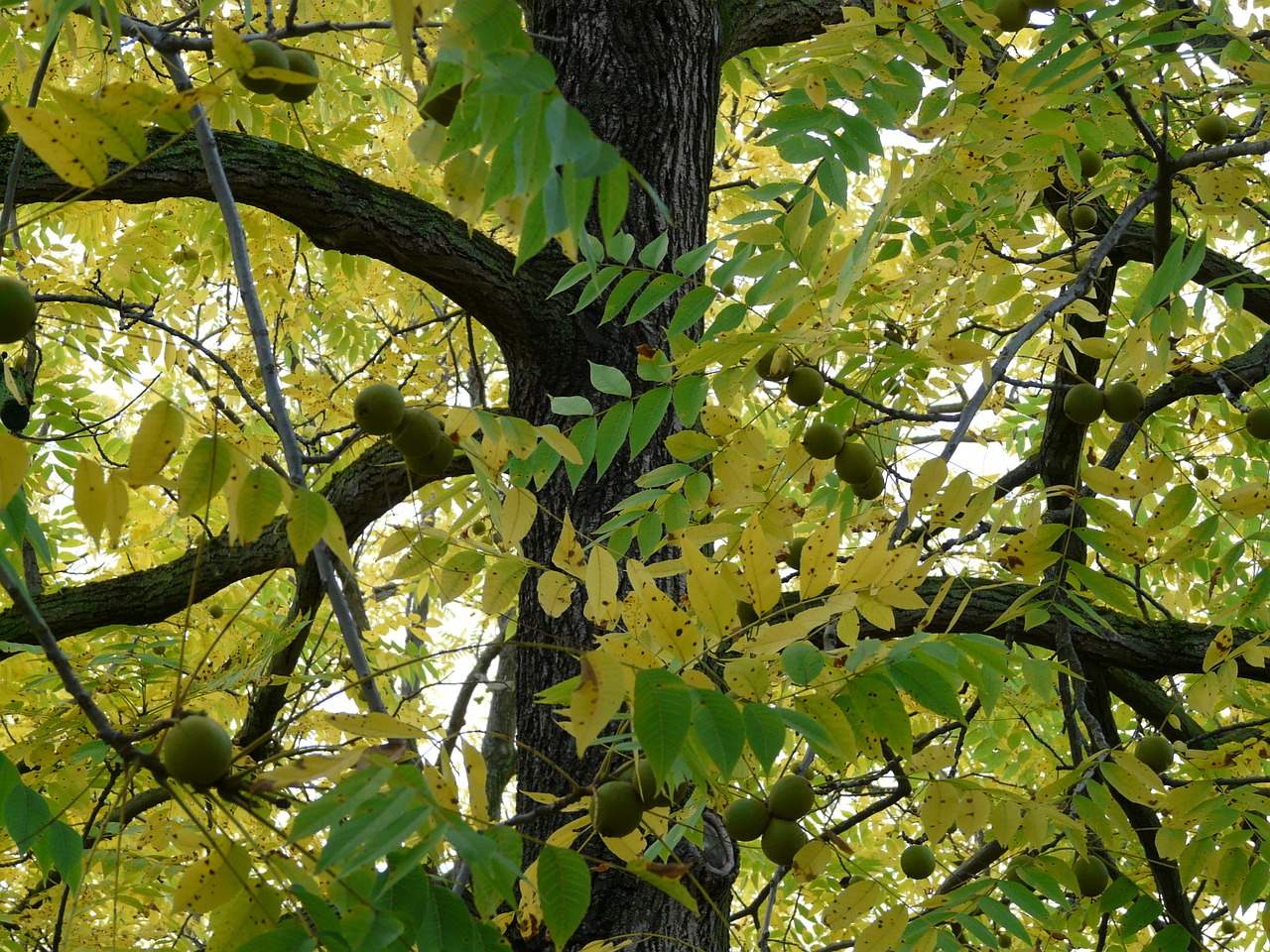 black walnut tree park tree free photo