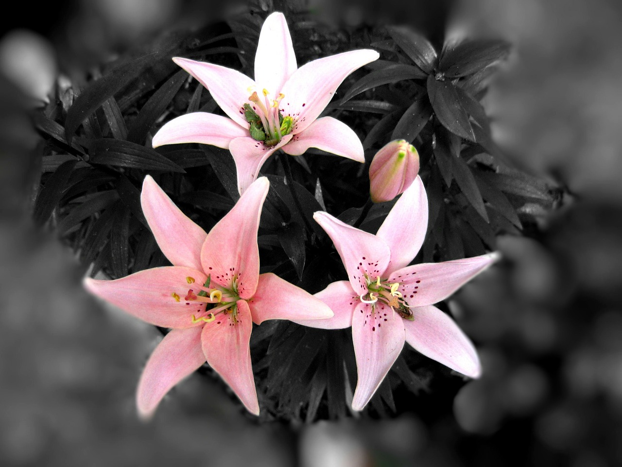 black white flower rose free photo