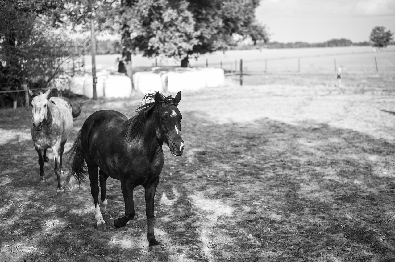 black white farm horse free photo