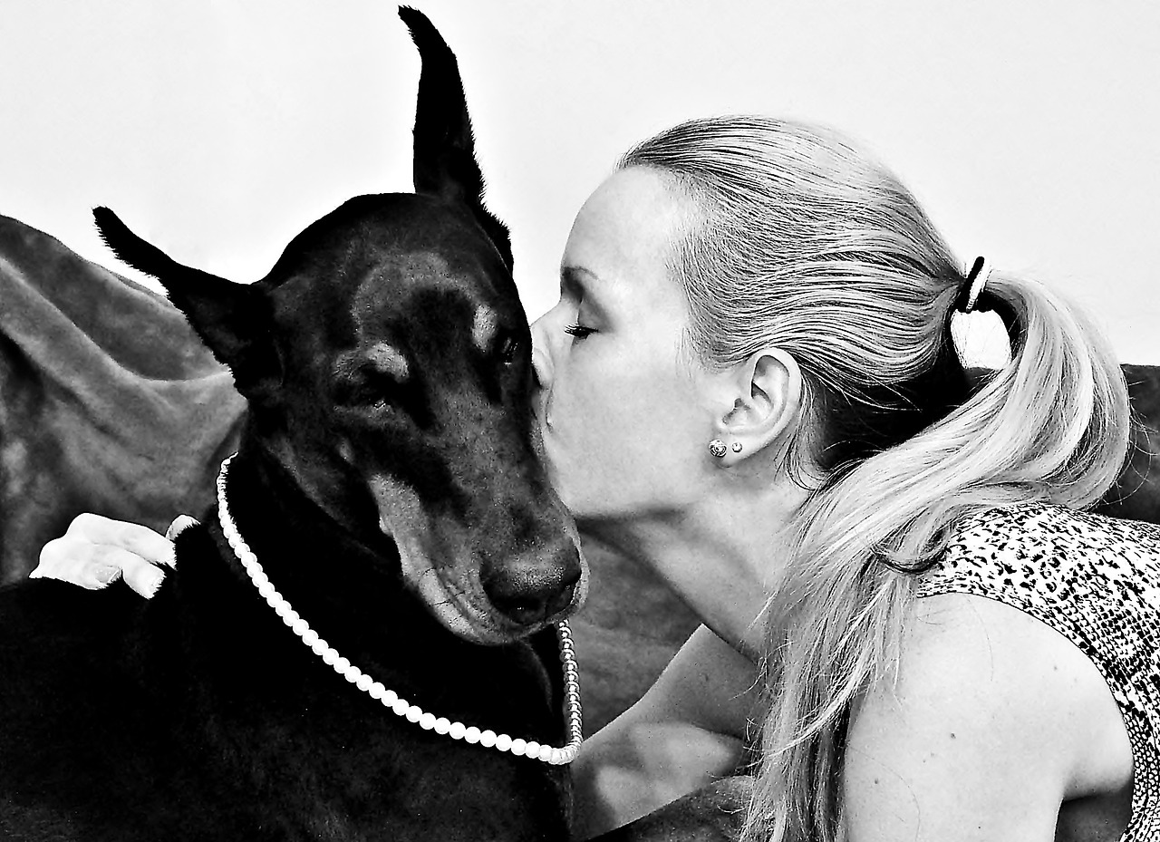 black white kisses doberman free photo