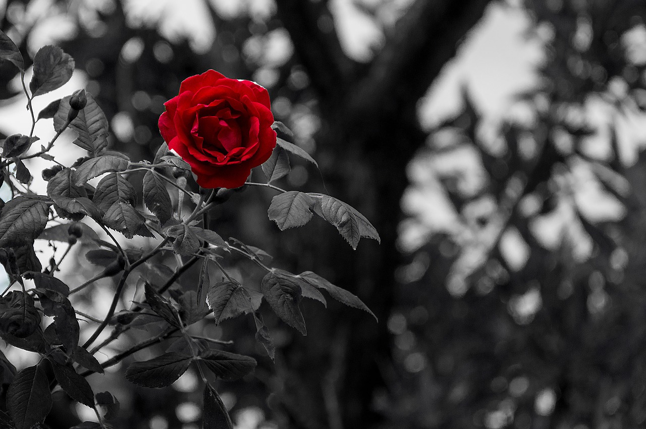 black white rose flower free photo