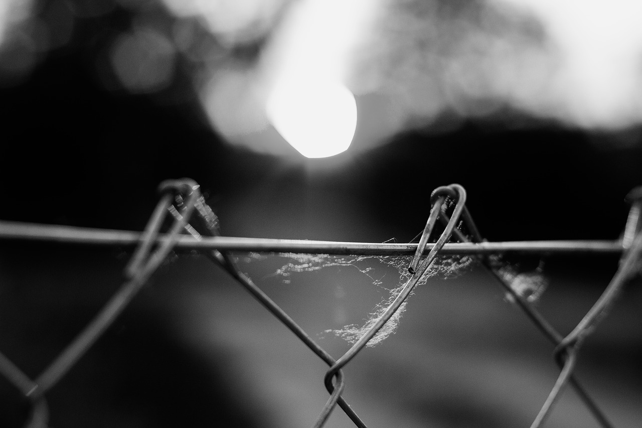 black white fence nature free photo