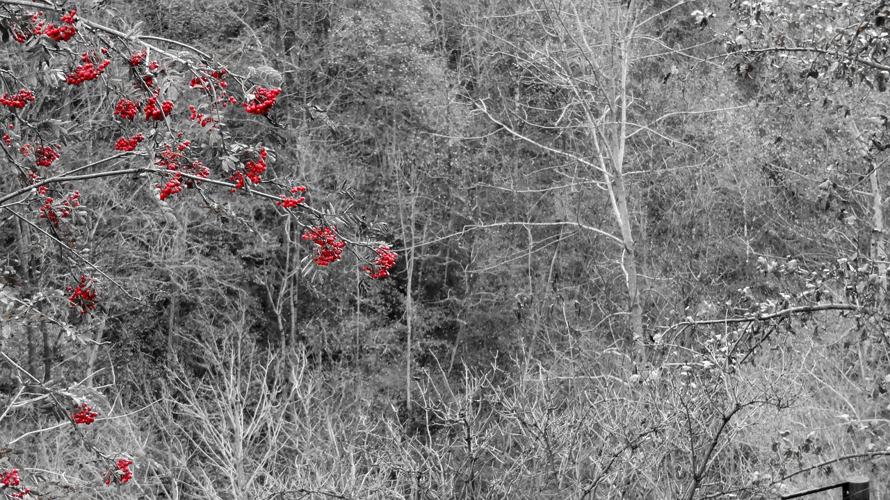 black white fruits of the forest red free photo