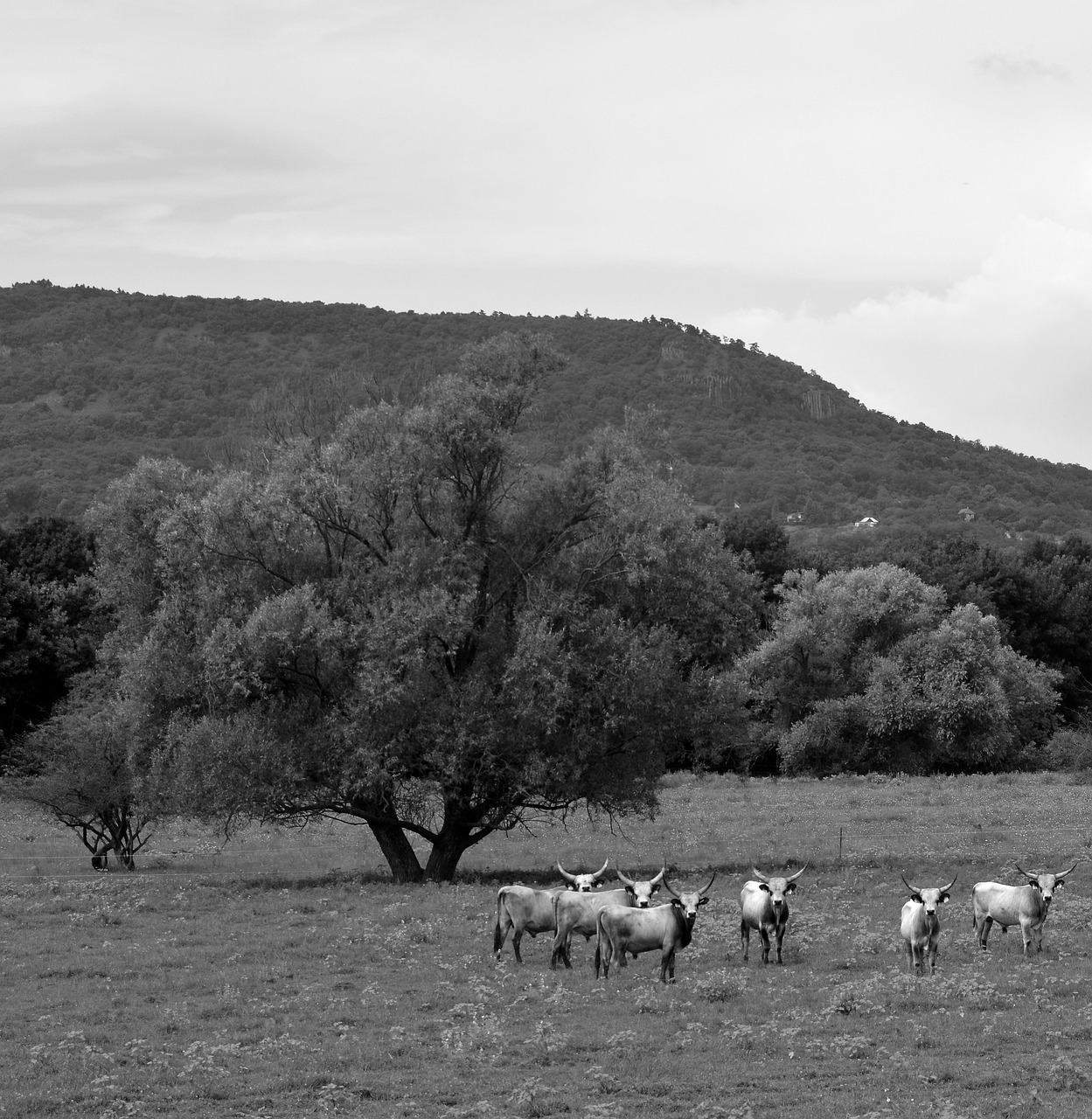 black white  nature  animal free photo