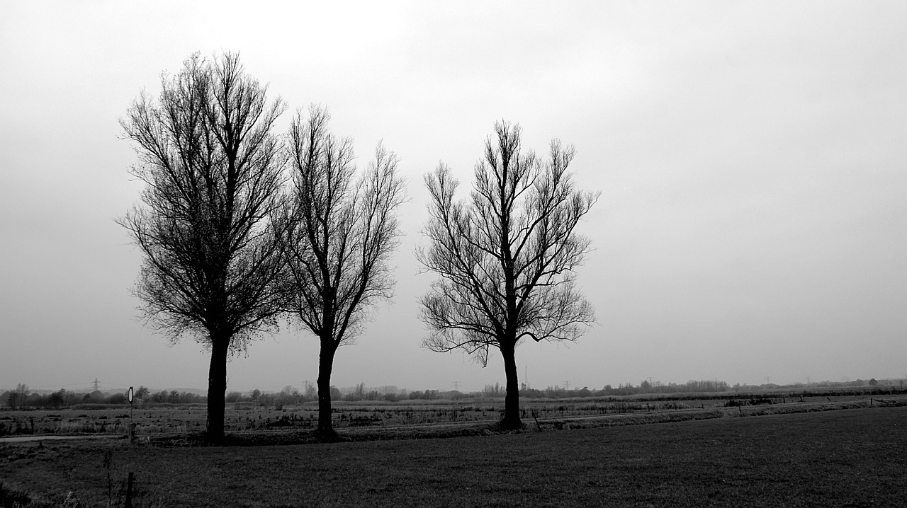 black white  silhouette  trees free photo