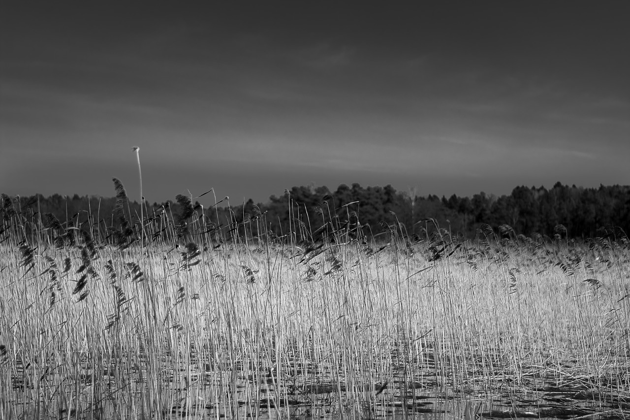 black white  trees  nature free photo