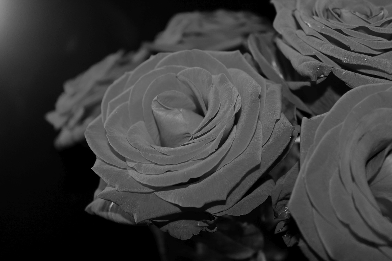 black white  roses  black background free photo