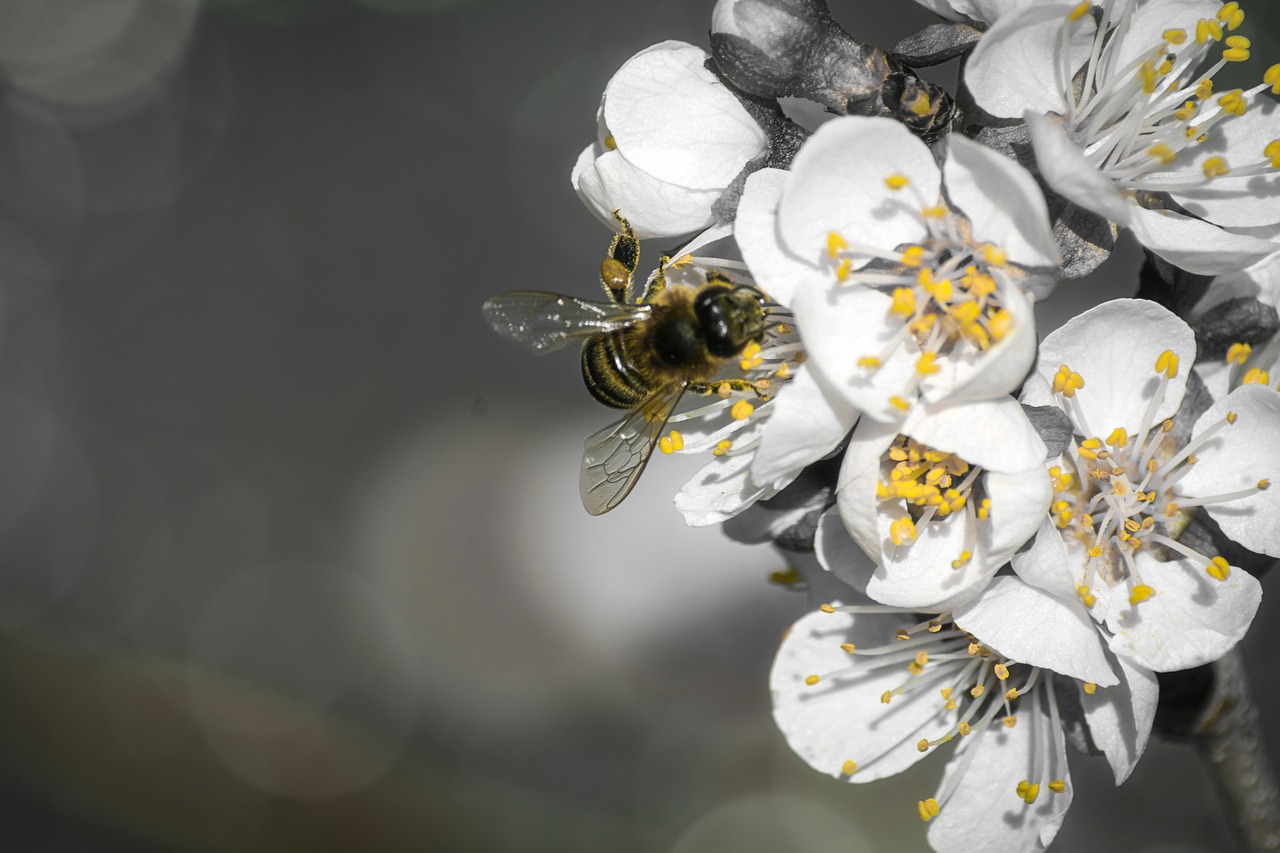 black white  yellow  bee free photo