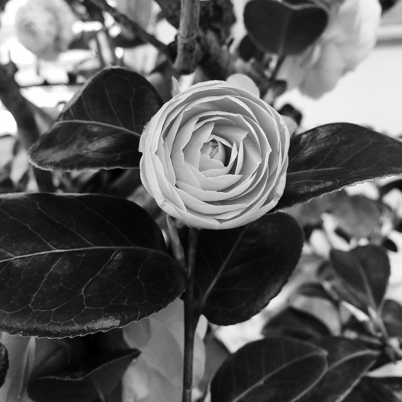 black white flower romantic free photo