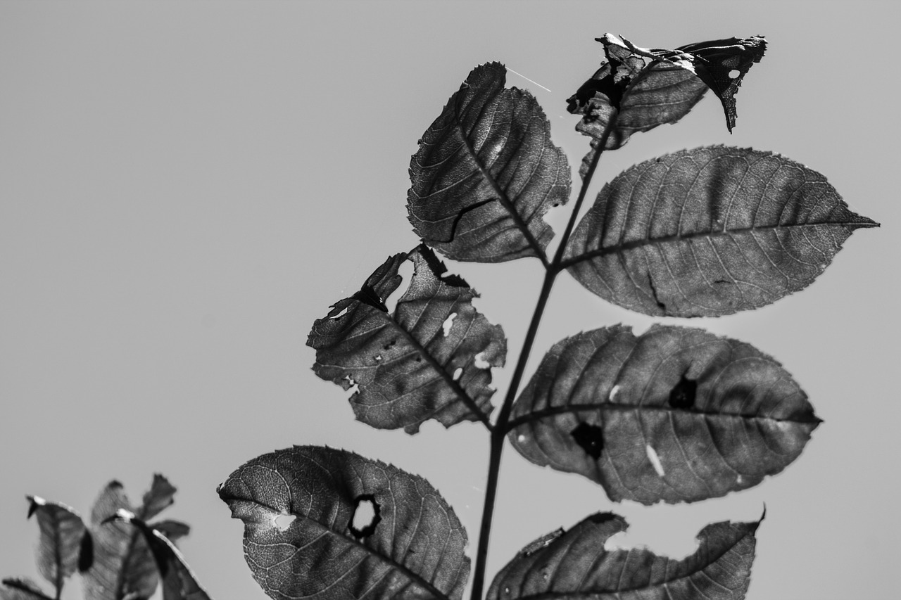 black white leaves sun free photo