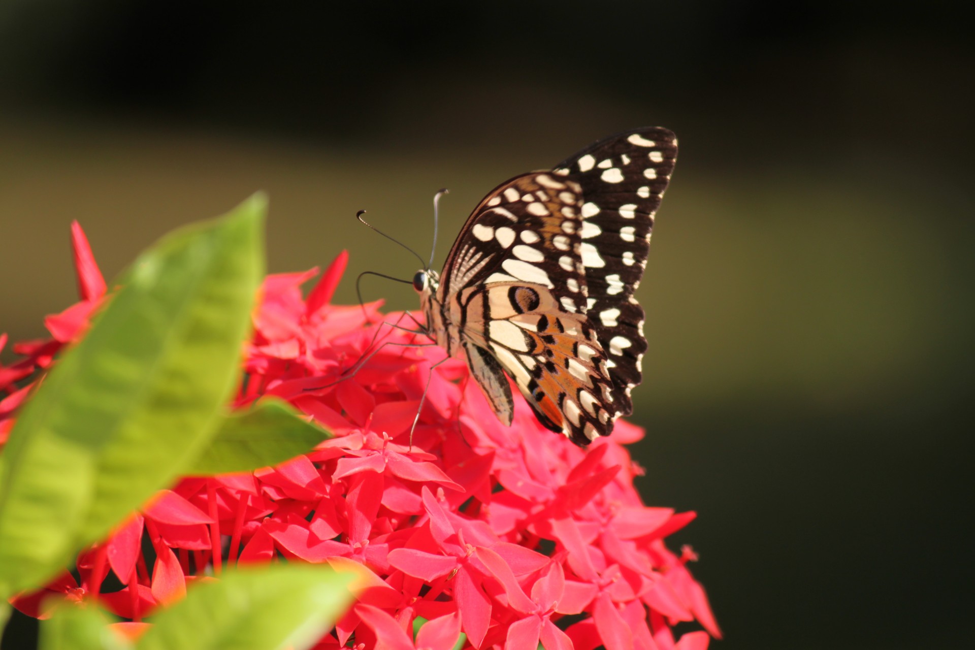 black white butterfly red flower blossom black white butterfly on red flower free photo