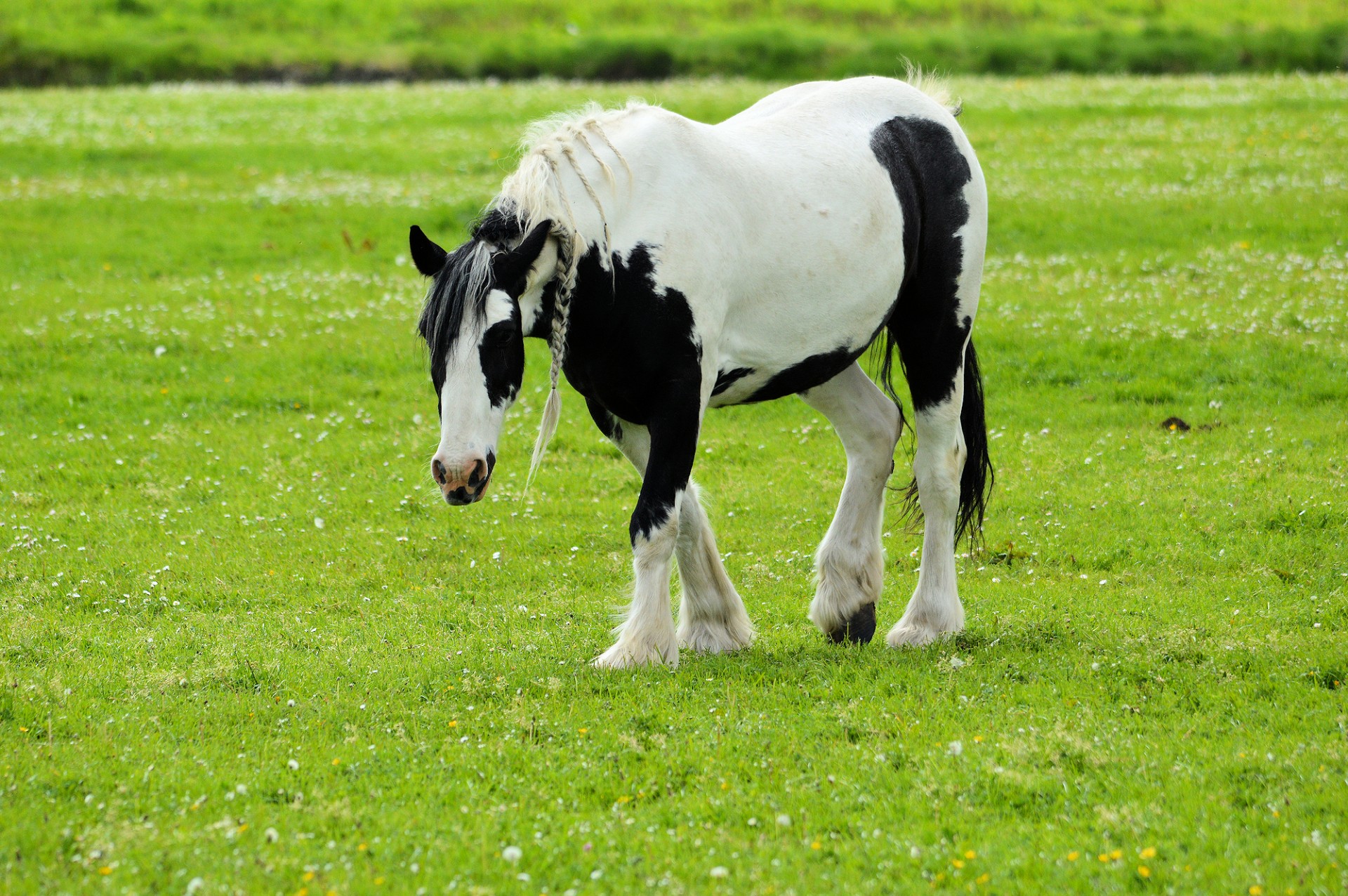 horse black white free photo