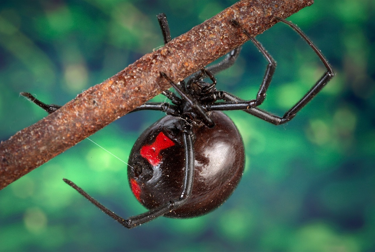 black widow spider arachnid macro free photo