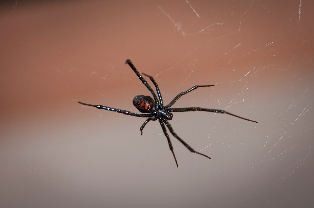 black widow spider web arachnid free photo