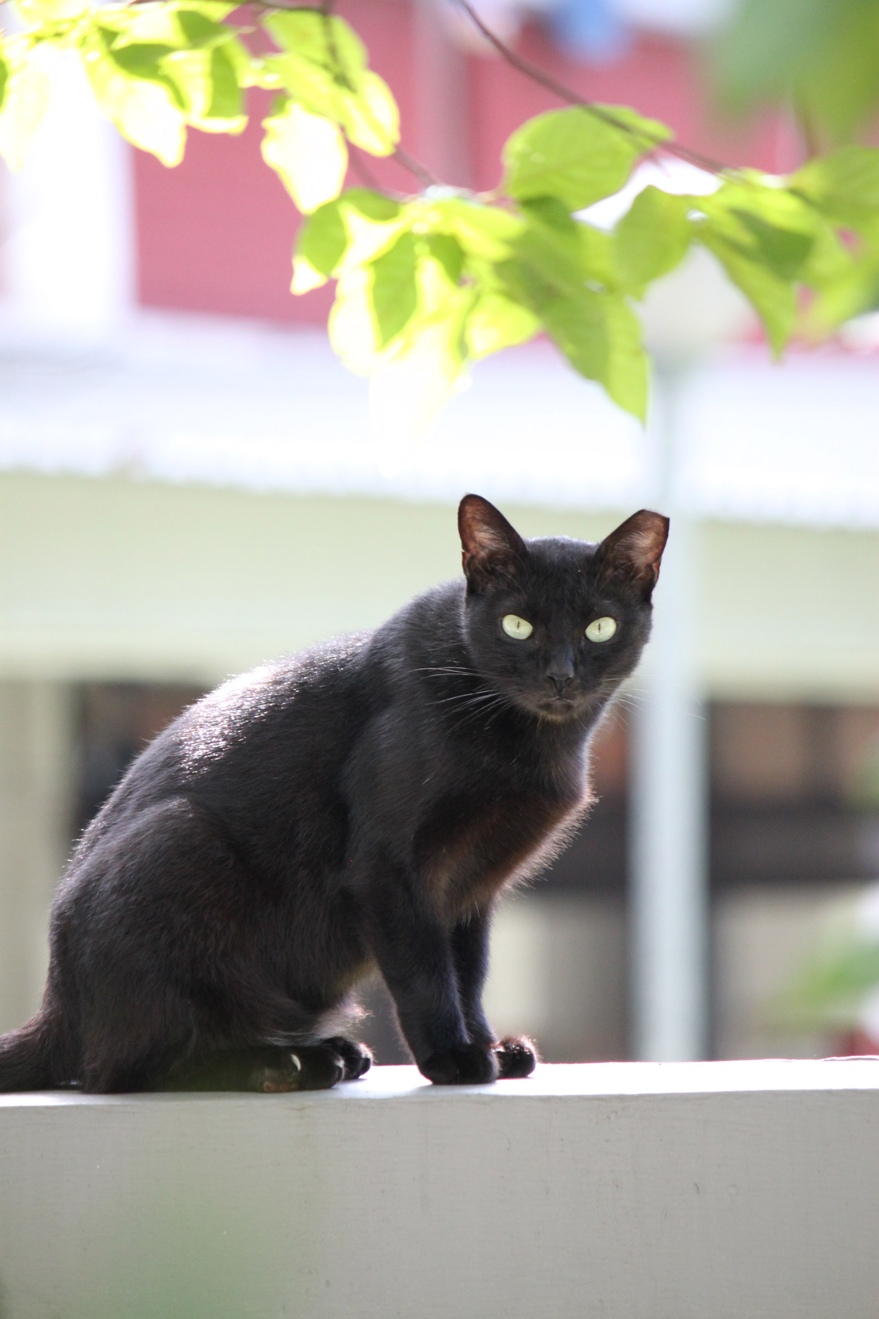 black wild cat free photo