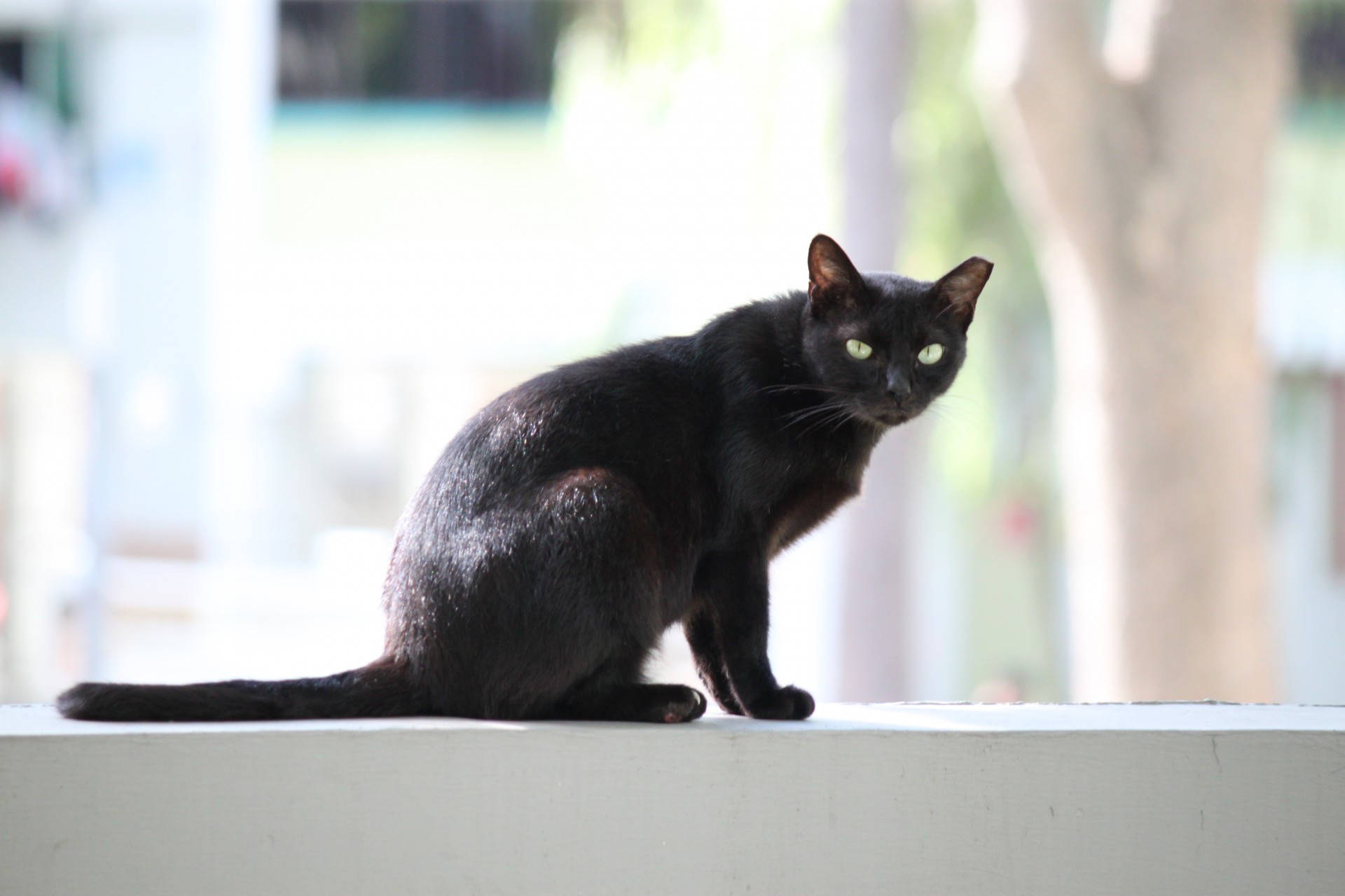 black wild cat free photo