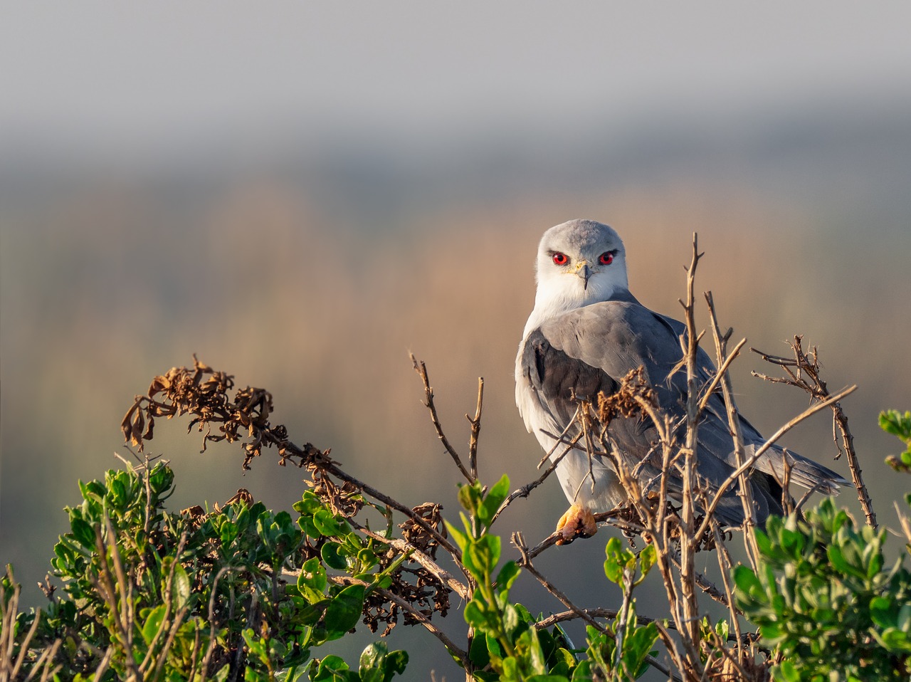 black-winged kite  black-shouldered kite  kite free photo