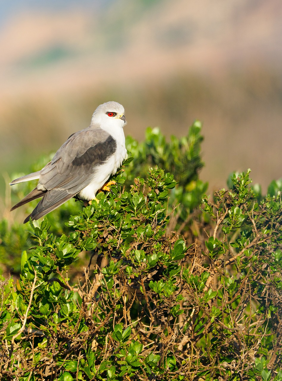 black-winged kite  black-shouldered kite  kite free photo