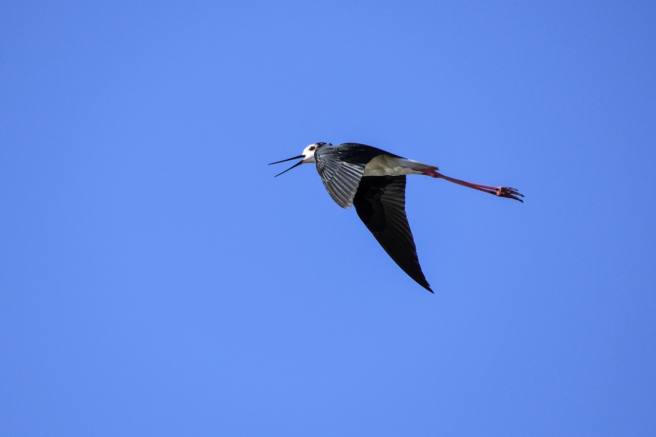 black-winged stilt flight bird free photo