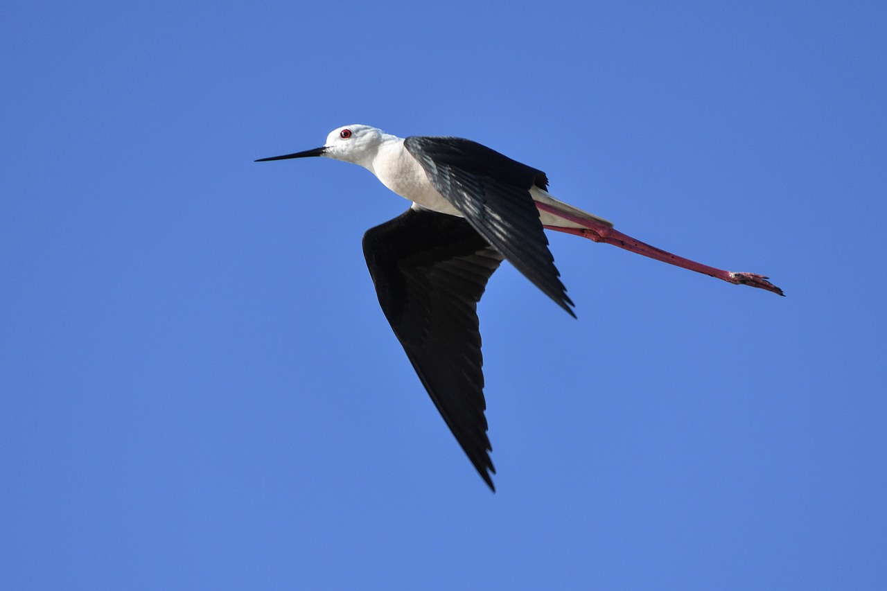 black-winged stilt flight bird free photo
