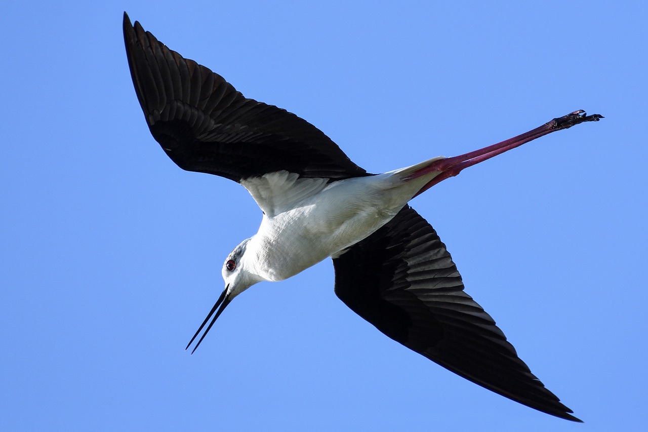 black-winged stilt flight bird free photo