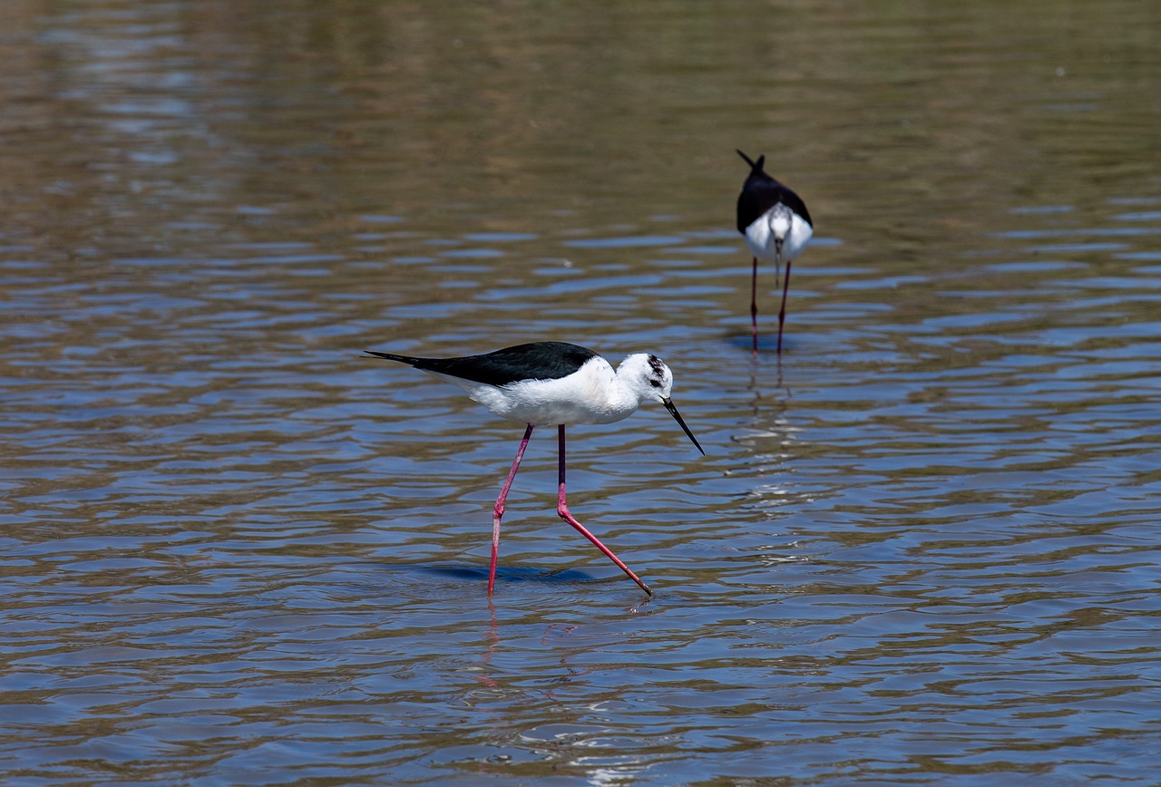 black-winged stilt  birds  wader free photo