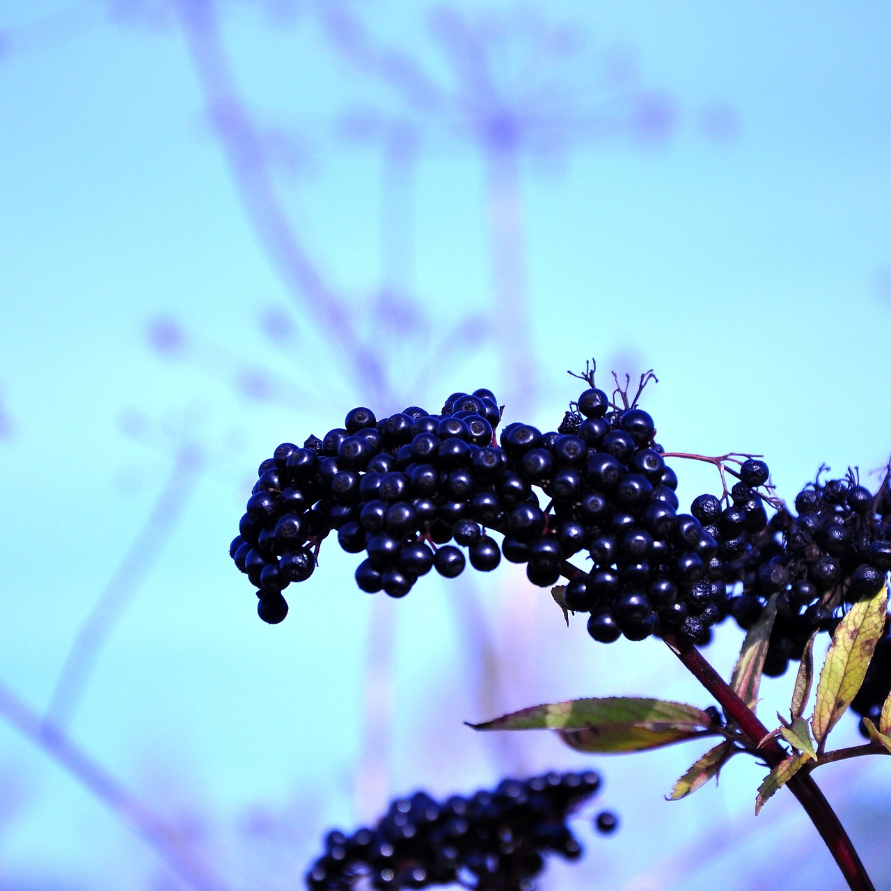 black without autumn plants free photo