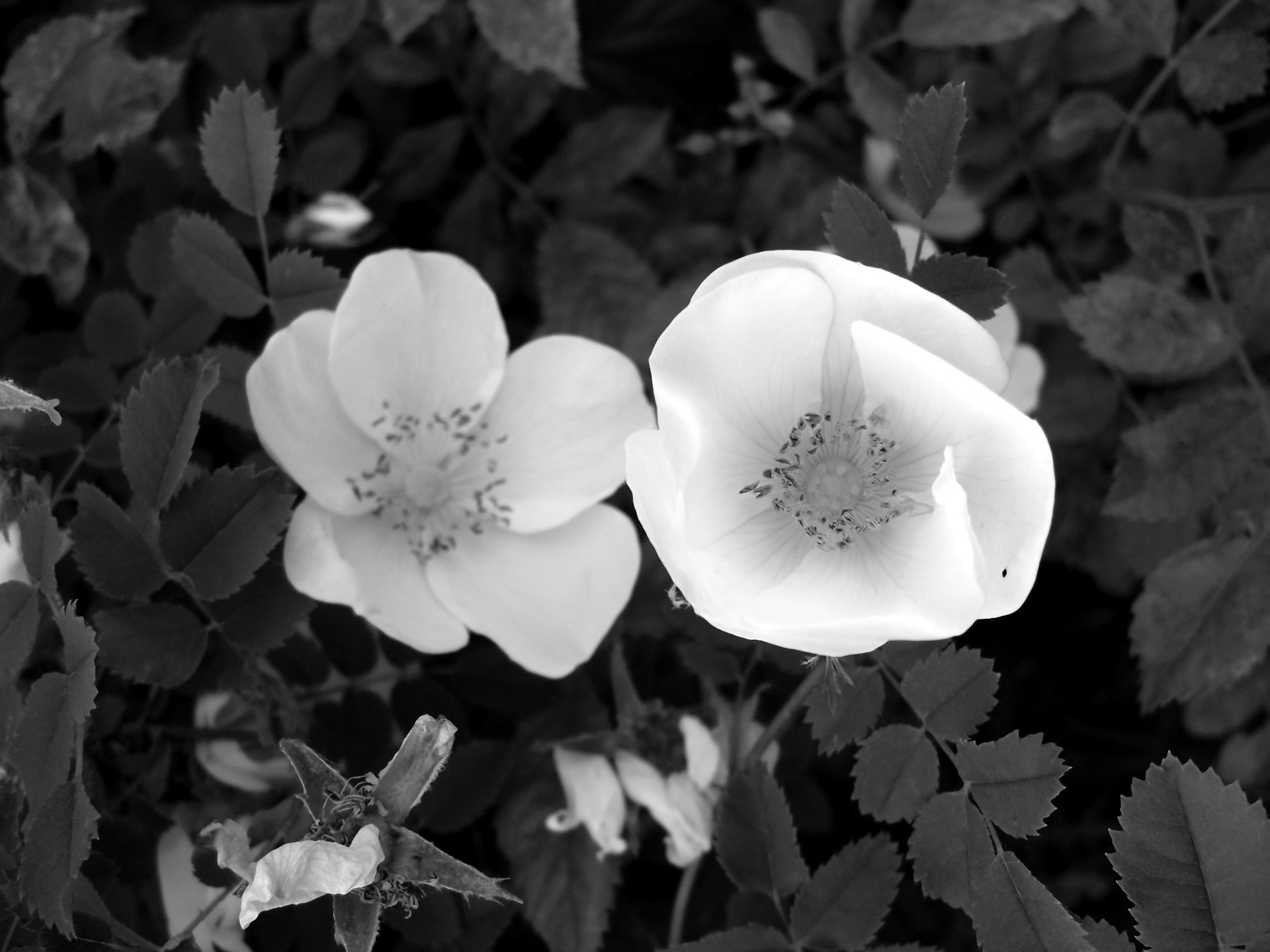 flower black white free photo