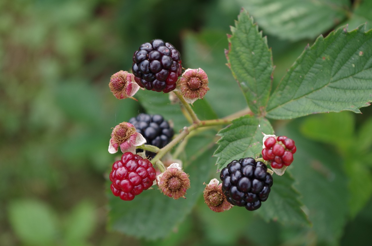 blackberries shrub fruit free photo