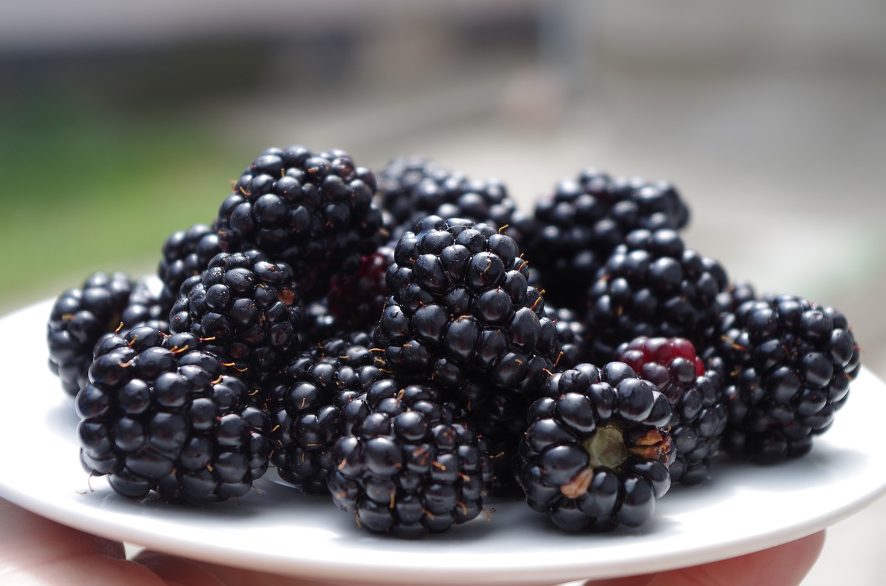blackberries on a plate black free photo