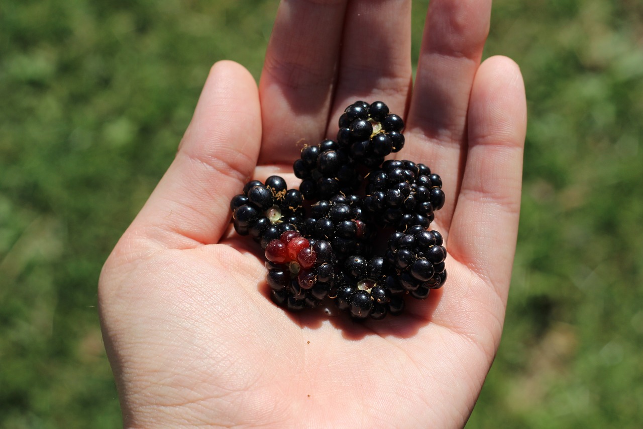 blackberries berry fruit free photo