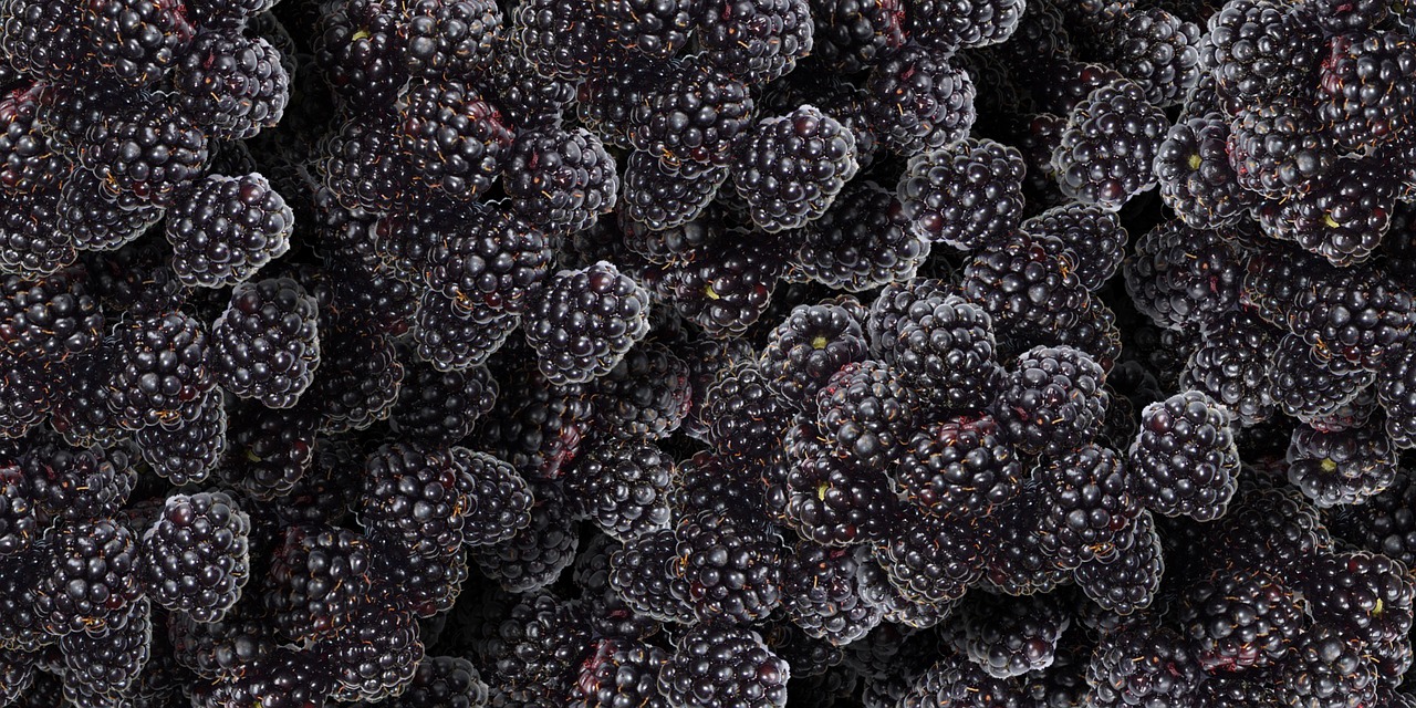 blackberries fruit blackberry free photo