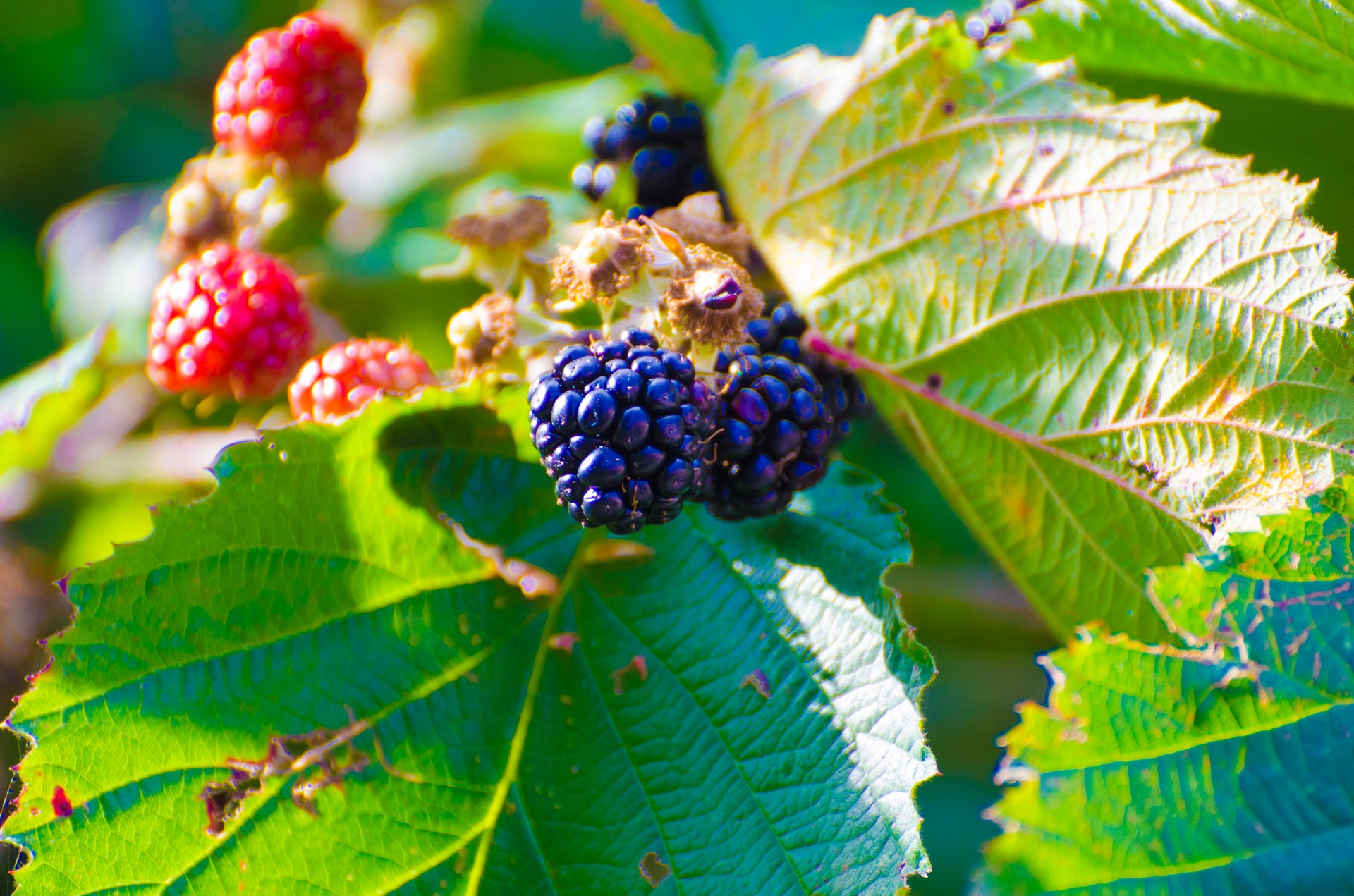 blackberry bush plant free photo