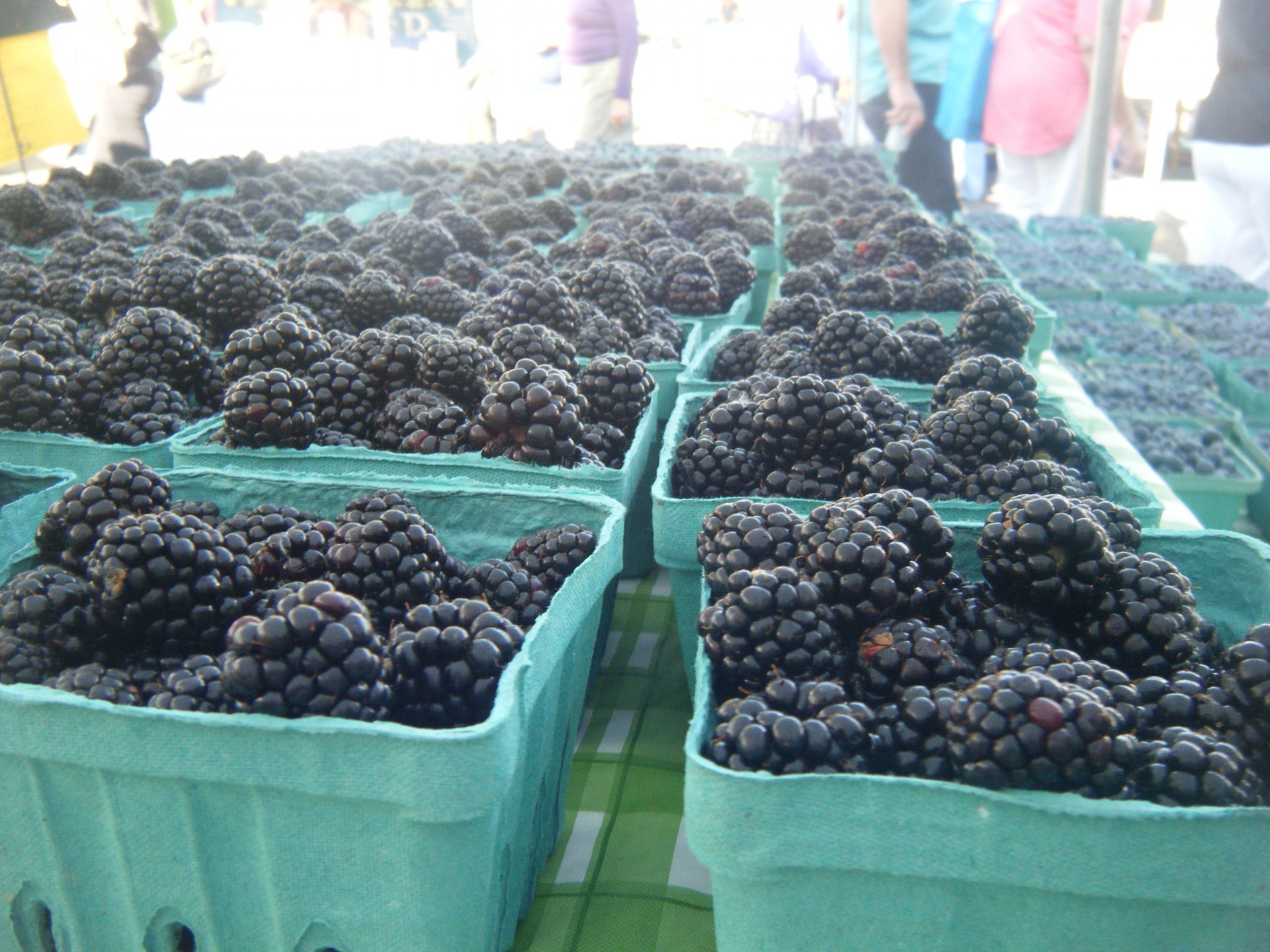 blackberries berries fruit free photo