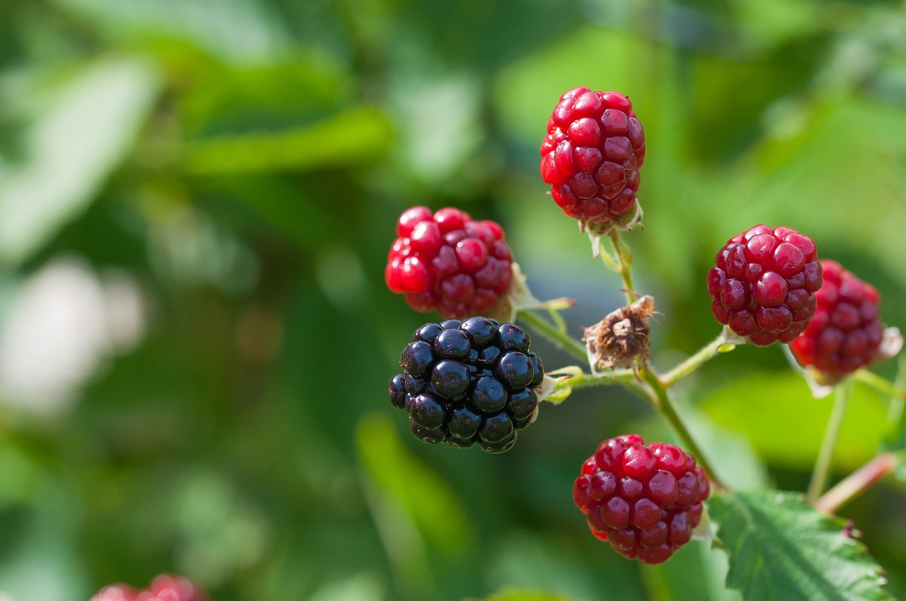 blackberries ripe immature free photo