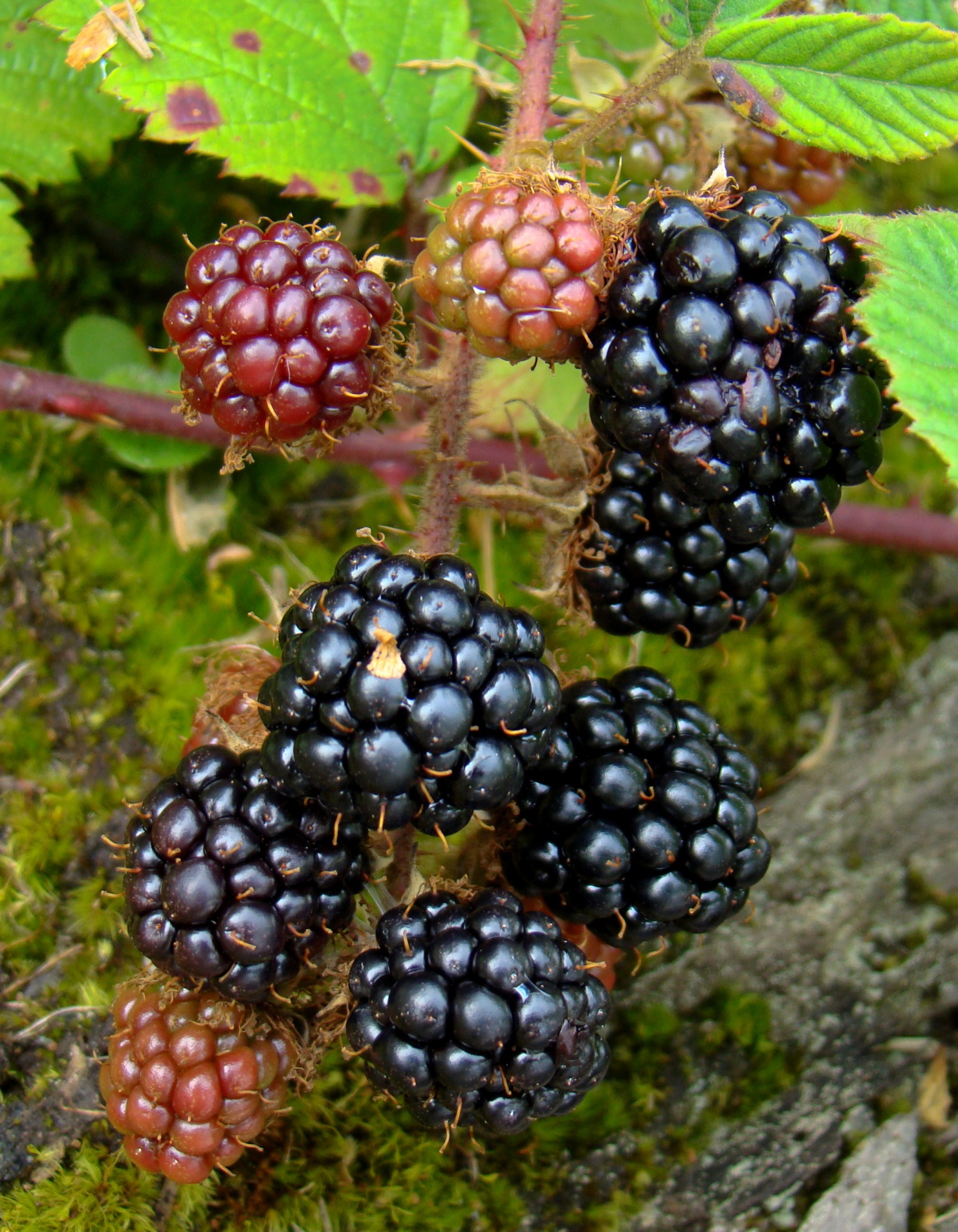 blackberry fruit end summer free photo