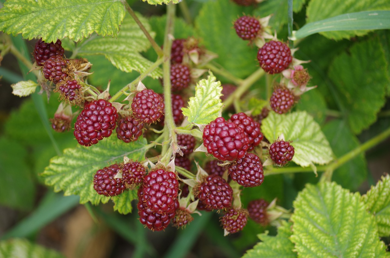 blackberries immature fruit free photo
