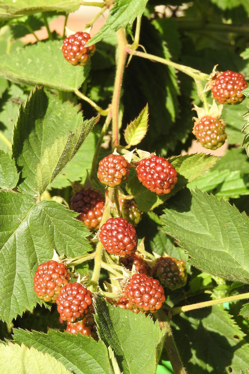 blackberries bramble fruits free photo