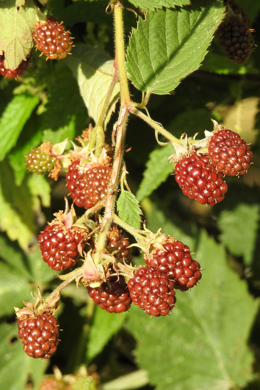 blackberries bramble fruits free photo